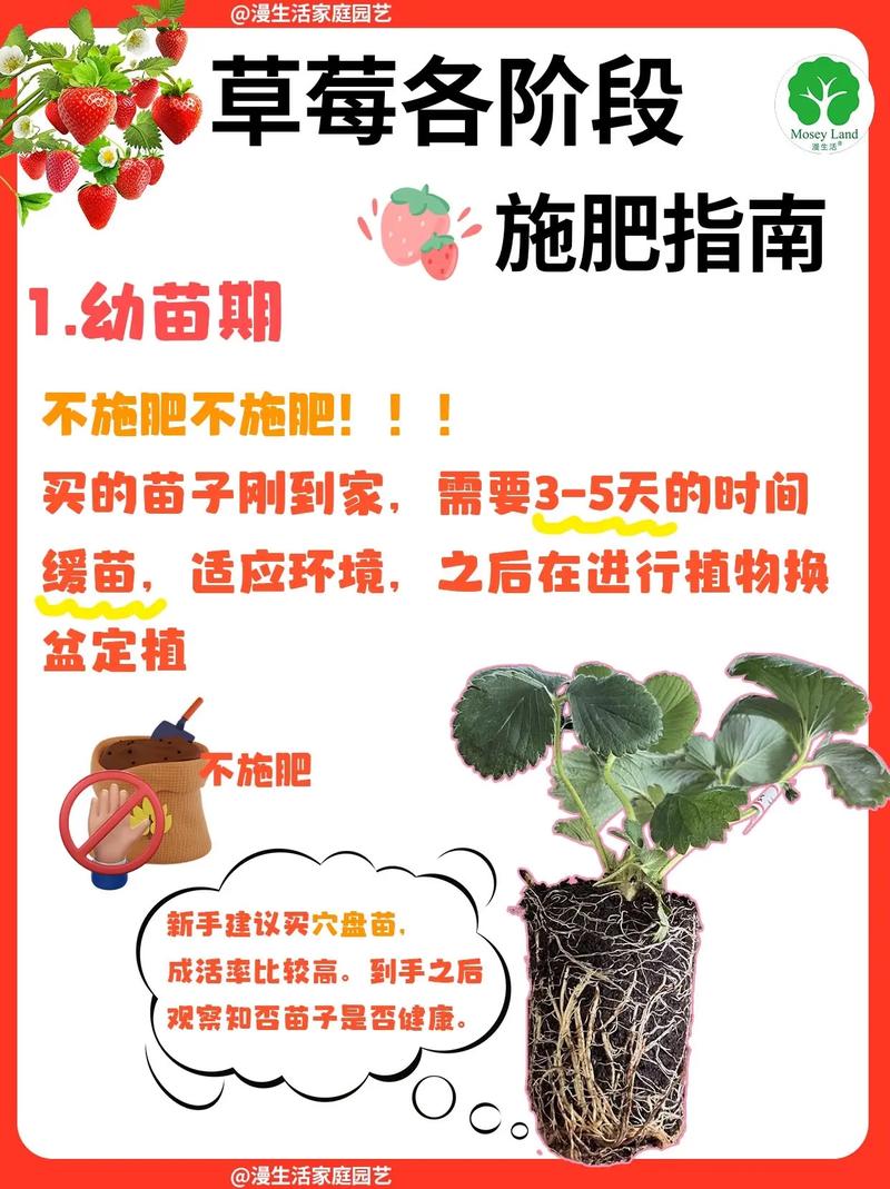 草莓什么时候成熟，几月份成熟，草莓什么时候成熟,几月份成熟？-第4张图片-优品飞百科