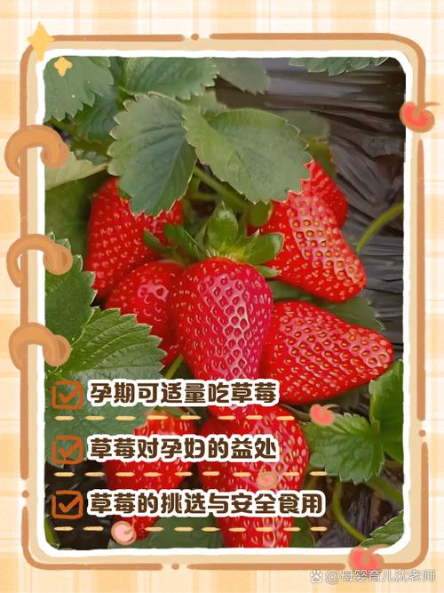 草莓吃多了会怎么样，孕妇能吃草莓吗？孕妇吃大量草莓？