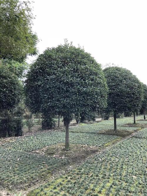 桂花树市场价，桂花树图片，桂花树市场费用多少钱一棵？-第2张图片-优品飞百科