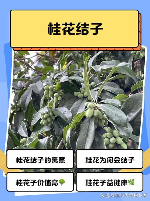 桂花树市场价，桂花树图片，桂花树市场费用多少钱一棵？-第3张图片-优品飞百科