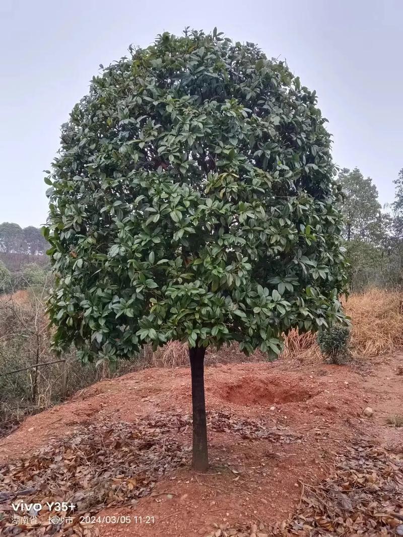 桂花树市场价，桂花树图片，桂花树市场费用多少钱一棵？-第4张图片-优品飞百科