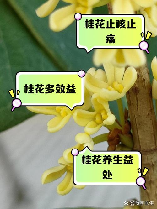 桂花树市场价，桂花树图片，桂花树市场费用多少钱一棵？-第5张图片-优品飞百科