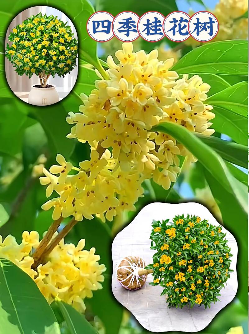 桂花树市场价，桂花树图片，桂花树市场费用多少钱一棵？-第7张图片-优品飞百科