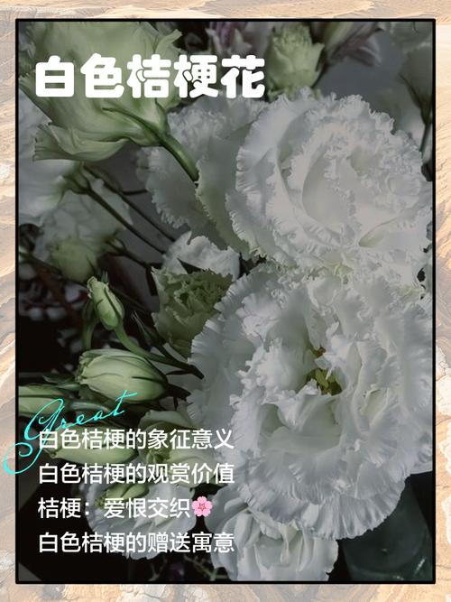 桔梗的花语，白色桔梗花语？白色桔梗花的话语？-第1张图片-优品飞百科