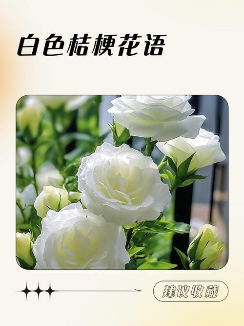桔梗的花语，白色桔梗花语？白色桔梗花的话语？-第2张图片-优品飞百科