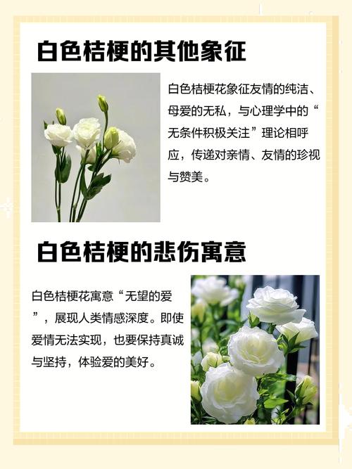 桔梗的花语，白色桔梗花语？白色桔梗花的话语？-第4张图片-优品飞百科