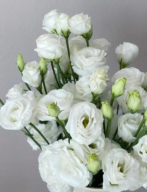 桔梗的花语，白色桔梗花语？白色桔梗花的话语？-第6张图片-优品飞百科