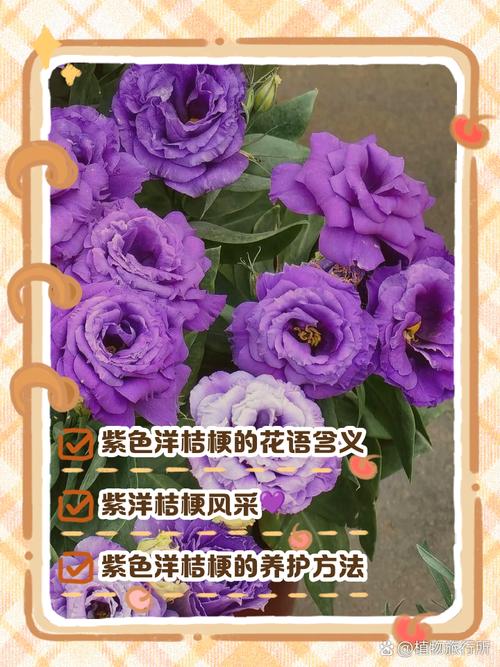 桔梗的花语，白色桔梗花语？白色桔梗花的话语？-第8张图片-优品飞百科