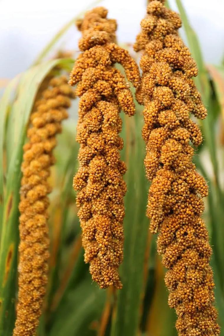 谷子的养殖方法,谷子的栽培与管理?-第1张图片-优品飞百科 谷子的养殖方法,谷子的栽培与管理?-第1张图片-优品飞百科