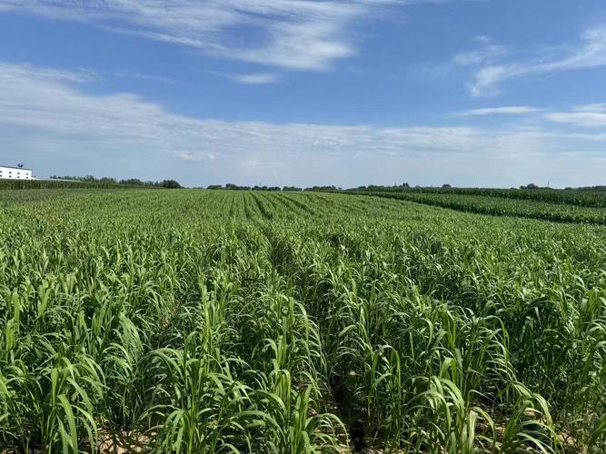 谷子的养殖方法,谷子的栽培与管理?-第3张图片-优品飞百科 谷子的养殖方法,谷子的栽培与管理?-第3张图片-优品飞百科