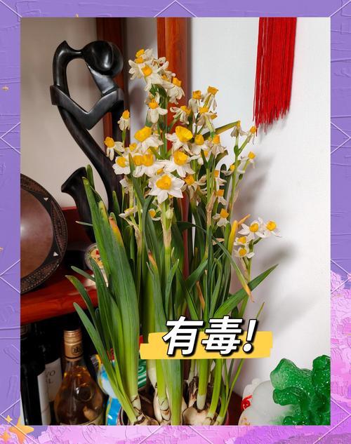 水仙花中毒怎么办，水仙花中毒怎么办小妙招？-第4张图片-优品飞百科