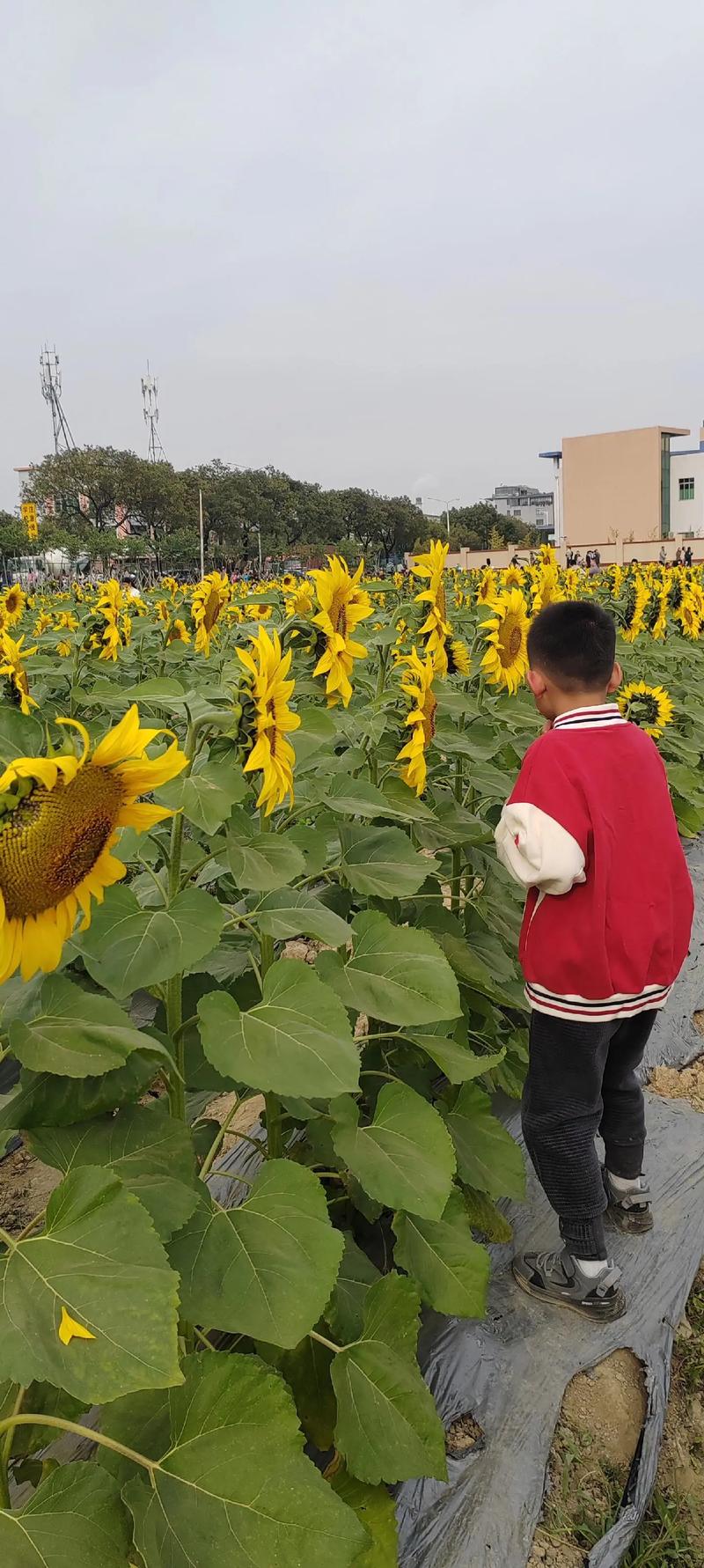 淅川县天气预报15天，淅川县 天气？-第4张图片-优品飞百科