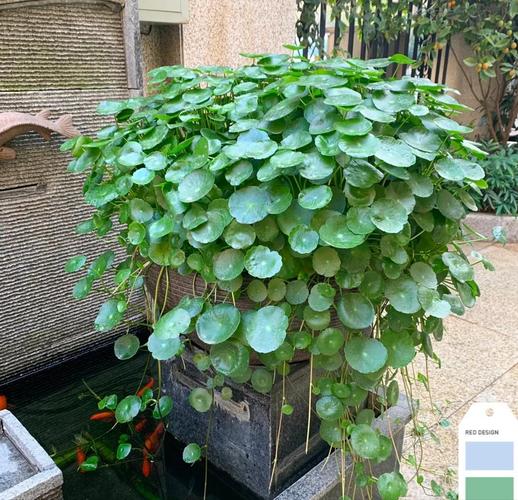 铜钱草可以放客厅吗？铜钱草可以放客厅吗风水好吗？