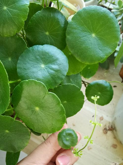 铜钱草可以放客厅吗？铜钱草可以放客厅吗风水好吗？-第2张图片-优品飞百科