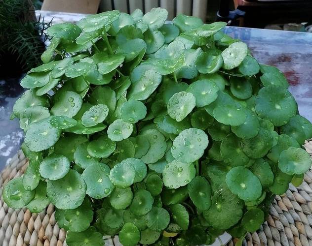 铜钱草可以放客厅吗？铜钱草可以放客厅吗风水好吗？-第4张图片-优品飞百科