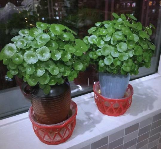 铜钱草可以放客厅吗？铜钱草可以放客厅吗风水好吗？-第5张图片-优品飞百科