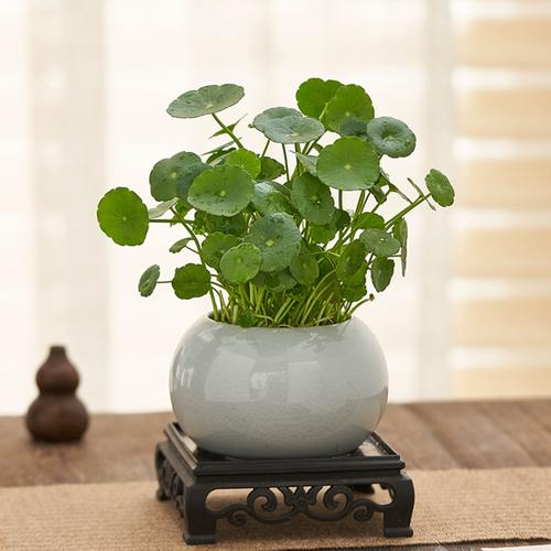 铜钱草可以放客厅吗？铜钱草可以放客厅吗风水好吗？-第6张图片-优品飞百科