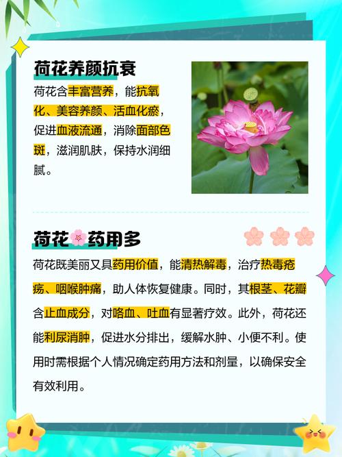 莲花叶子如何泡茶喝，对身体好吗，莲花叶子图片大全-第3张图片-优品飞百科