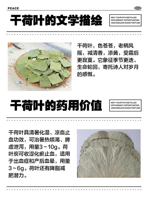 莲花叶子如何泡茶喝，对身体好吗，莲花叶子图片大全-第4张图片-优品飞百科