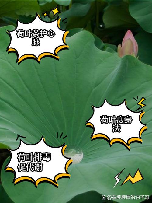 莲花叶子如何泡茶喝，对身体好吗，莲花叶子图片大全-第6张图片-优品飞百科