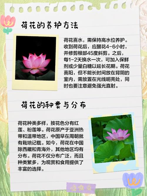 莲花叶子如何泡茶喝，对身体好吗，莲花叶子图片大全-第7张图片-优品飞百科