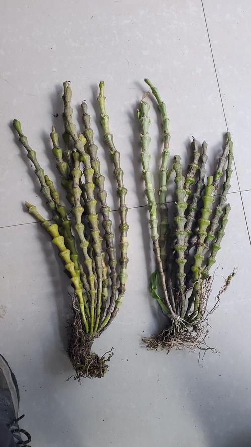 肿节石斛的花语和含义?肿节石斛兰花苞图片?-第1张图片-优品飞百科 肿节石斛的花语和含义?肿节石斛兰花苞图片?-第1张图片-优品飞百科