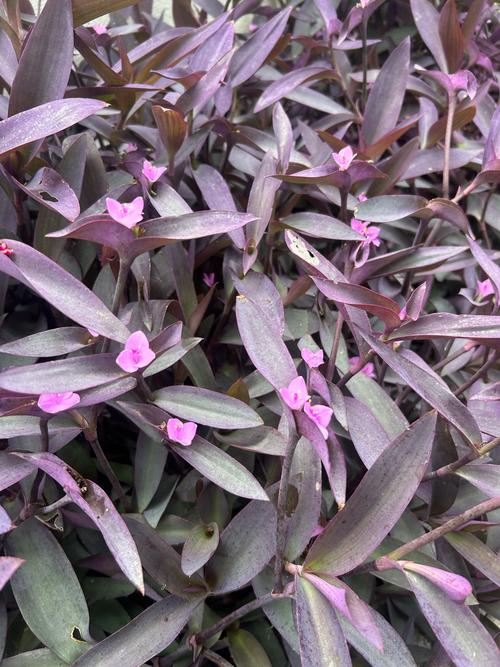 紫罗兰的功效与作用,紫罗兰手镯的功效与作用?-第7张图片-优品飞百科 紫罗兰的功效与作用,紫罗兰手镯的功效与作用?-第7张图片-优品飞百科