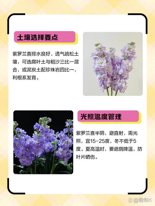 紫罗兰的功效与作用,紫罗兰手镯的功效与作用?-第8张图片-优品飞百科 紫罗兰的功效与作用,紫罗兰手镯的功效与作用?-第8张图片-优品飞百科