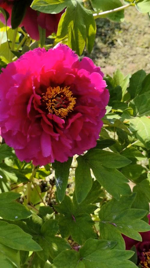 广元适合养什么花，市花和市树是什么，广元市春天赏花的地方-第1张图片-优品飞百科