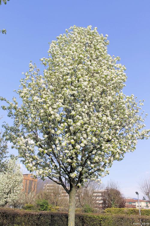 广元适合养什么花，市花和市树是什么，广元市春天赏花的地方-第2张图片-优品飞百科