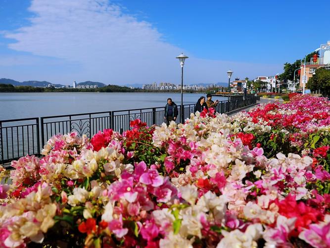广元适合养什么花，市花和市树是什么，广元市春天赏花的地方-第3张图片-优品飞百科
