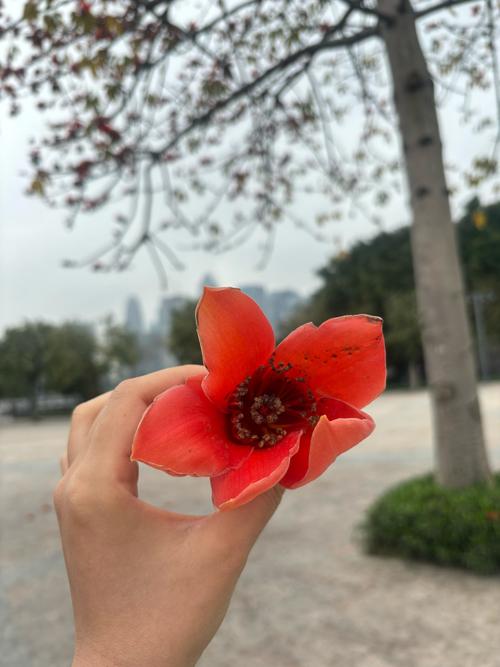 广元适合养什么花，市花和市树是什么，广元市春天赏花的地方-第4张图片-优品飞百科