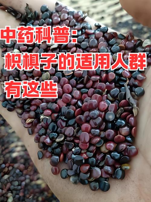 枳椇的主要价值？枳的功效与作用及禁忌症？-第2张图片-优品飞百科