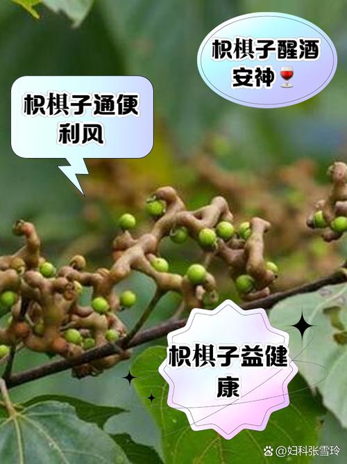 枳椇的主要价值？枳的功效与作用及禁忌症？-第3张图片-优品飞百科