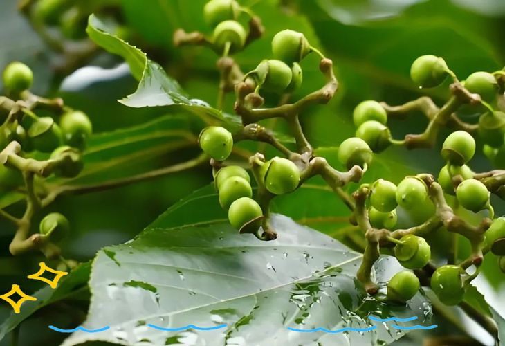 枳椇的主要价值？枳的功效与作用及禁忌症？-第5张图片-优品飞百科