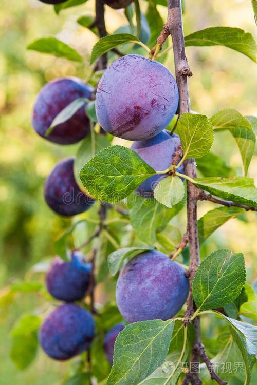 枳椇的主要价值？枳的功效与作用及禁忌症？-第6张图片-优品飞百科