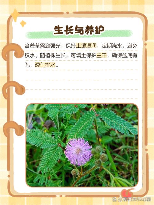 含羞草长什么样子，含羞草种子图片，请问含羞草长什么样-第1张图片-优品飞百科