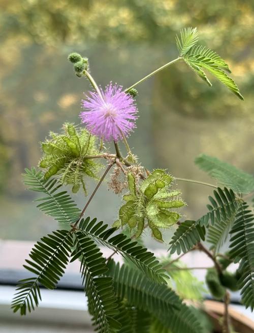 含羞草长什么样子，含羞草种子图片，请问含羞草长什么样-第2张图片-优品飞百科