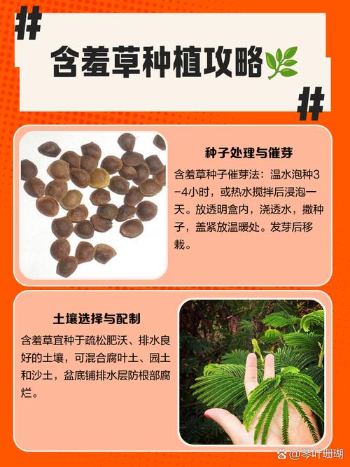 含羞草长什么样子，含羞草种子图片，请问含羞草长什么样-第3张图片-优品飞百科