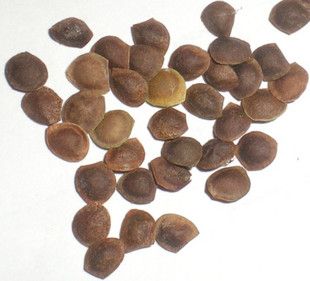 含羞草长什么样子，含羞草种子图片，请问含羞草长什么样-第4张图片-优品飞百科