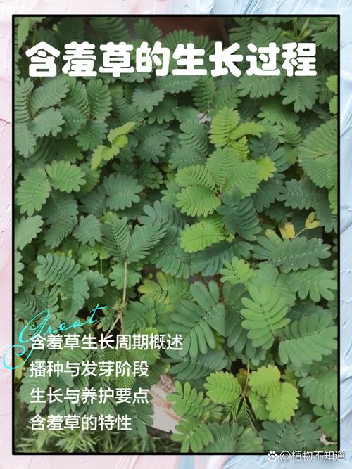 含羞草长什么样子，含羞草种子图片，请问含羞草长什么样-第5张图片-优品飞百科