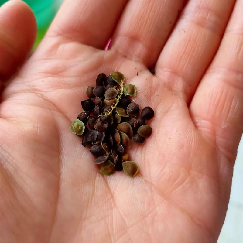 含羞草长什么样子，含羞草种子图片，请问含羞草长什么样-第6张图片-优品飞百科