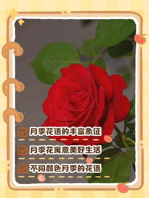 月季的花语和传说？月季的花语和传说是什么？-第1张图片-优品飞百科