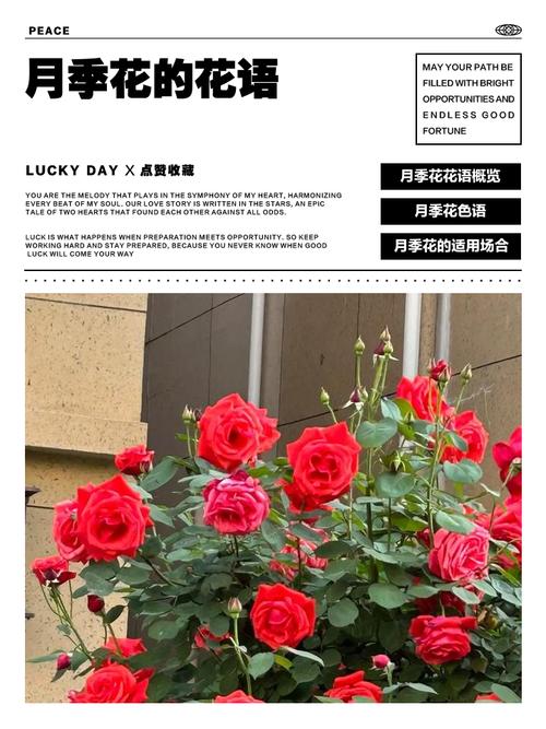 月季的花语和传说？月季的花语和传说是什么？-第2张图片-优品飞百科