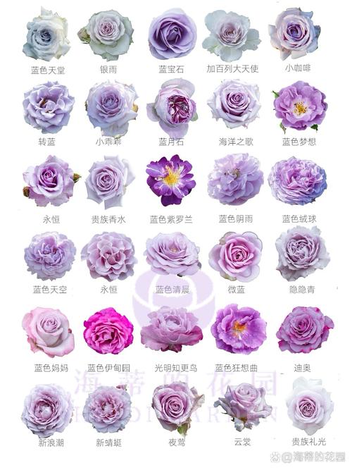 月季的花语和传说？月季的花语和传说是什么？-第4张图片-优品飞百科