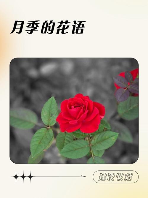 月季的花语和传说？月季的花语和传说是什么？-第7张图片-优品飞百科