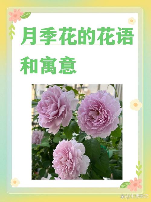 月季的花语和传说？月季的花语和传说是什么？-第8张图片-优品飞百科