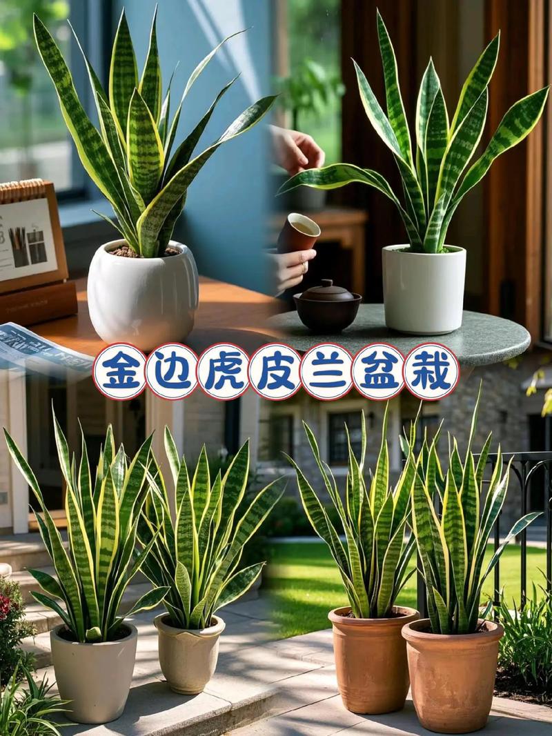 虎皮兰适合摆放在什么位置？虎皮兰宜放在什么位置？