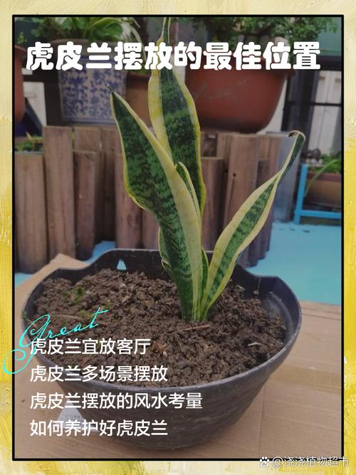 虎皮兰适合摆放在什么位置?虎皮兰宜放在什么位置?-第2张图片-优品飞百科 虎皮兰适合摆放在什么位置?虎皮兰宜放在什么位置?-第2张图片-优品飞百科