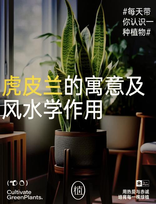 虎皮兰适合摆放在什么位置?虎皮兰宜放在什么位置?-第3张图片-优品飞百科 虎皮兰适合摆放在什么位置?虎皮兰宜放在什么位置?-第3张图片-优品飞百科